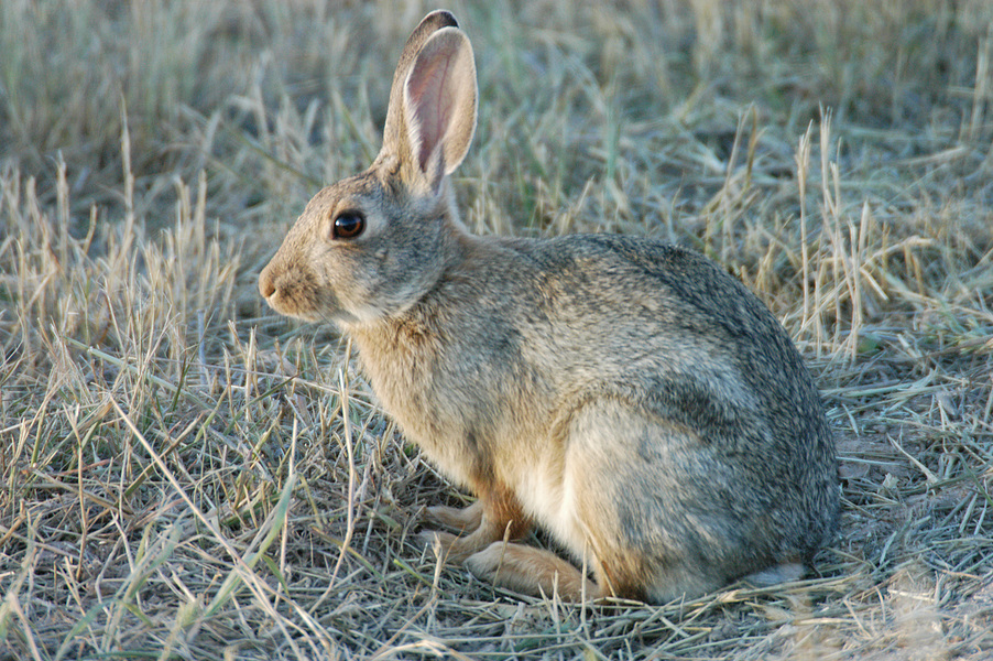 Leporidae