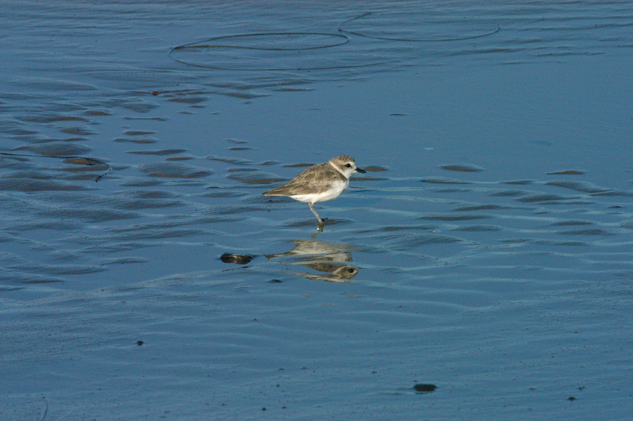 Charadrius