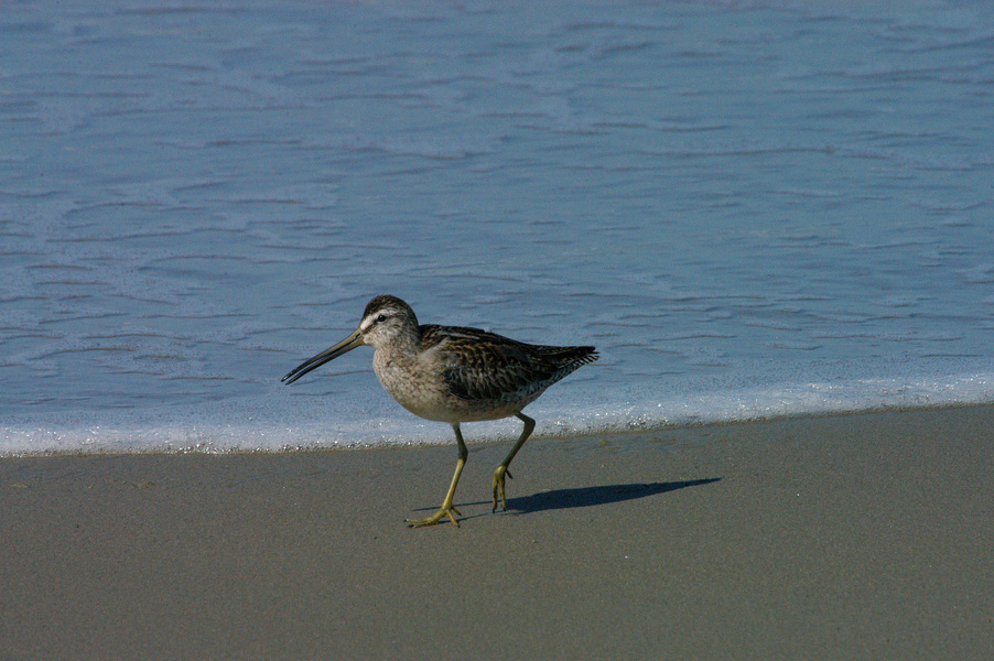 Charadriiformes