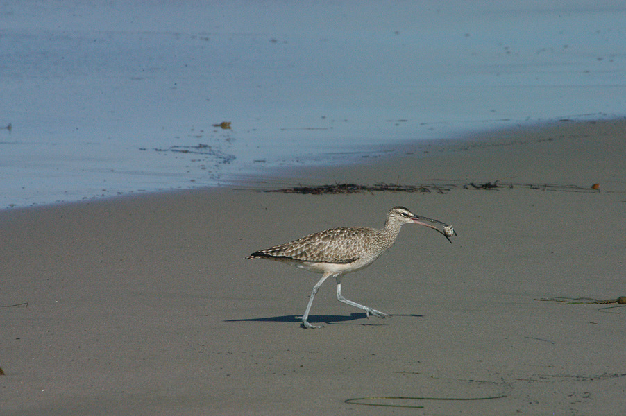 Numenius phaeopus