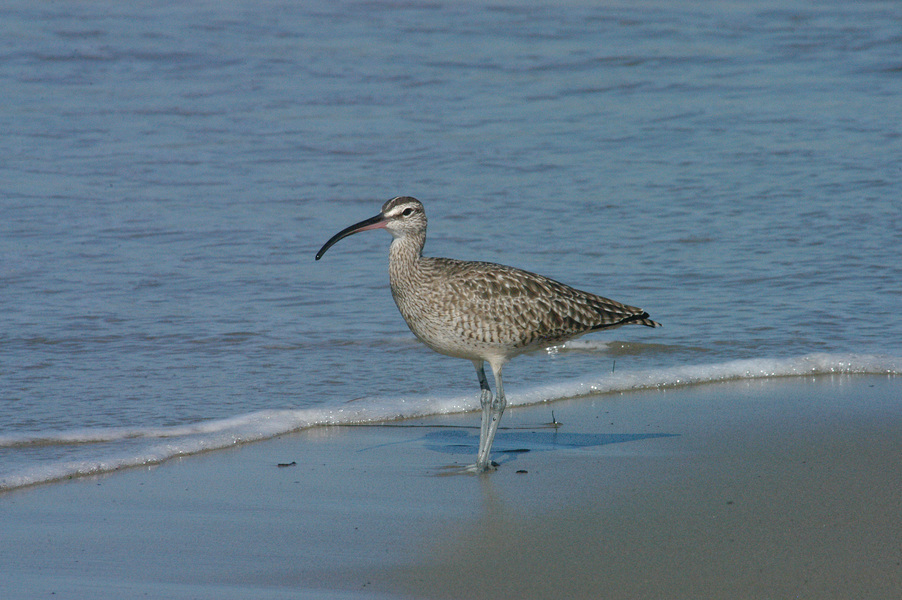 Charadriiformes