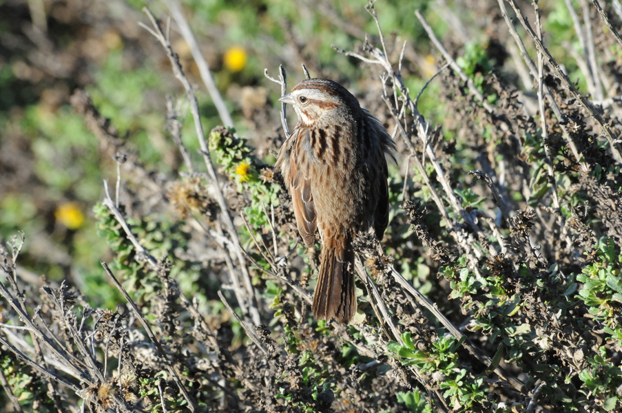 Melospiza melodia