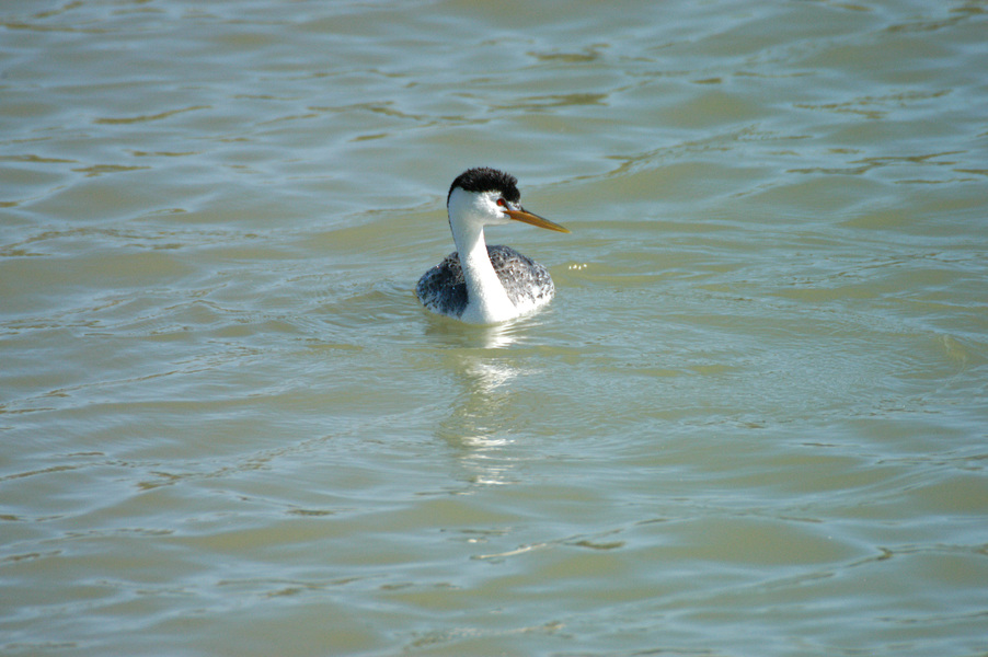 Podicipedidae