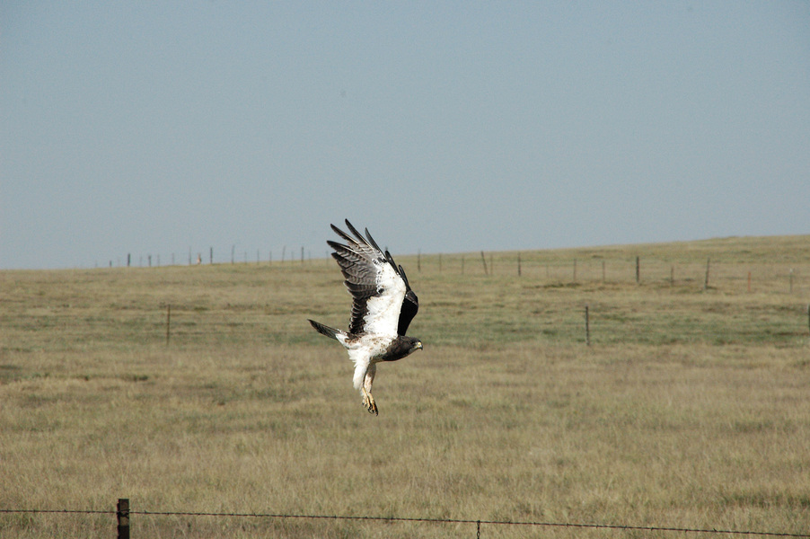 Buteo swainsoni