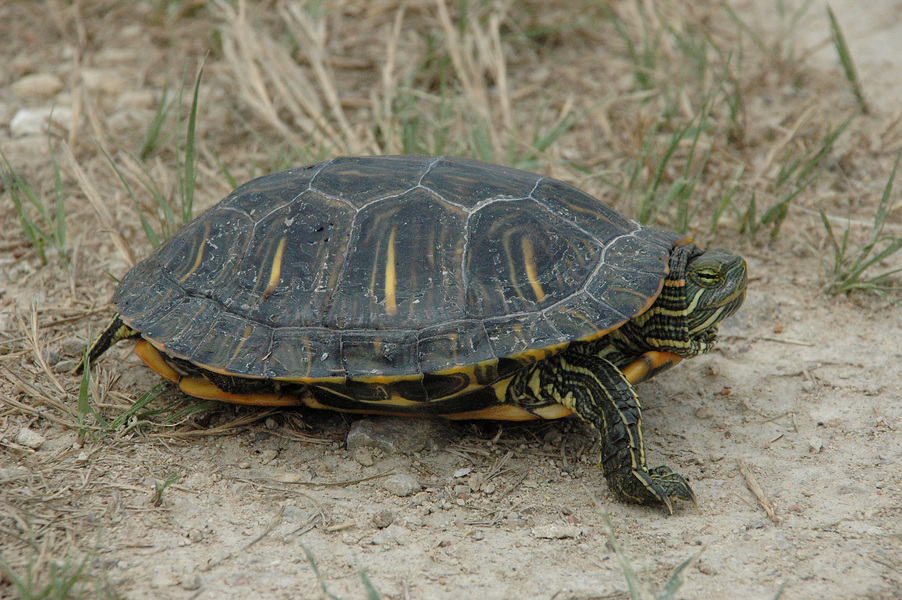 Trachemys