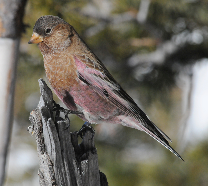 Leucosticte australis