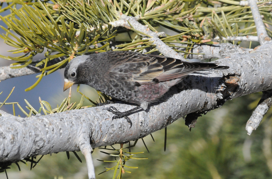 Passeriformes