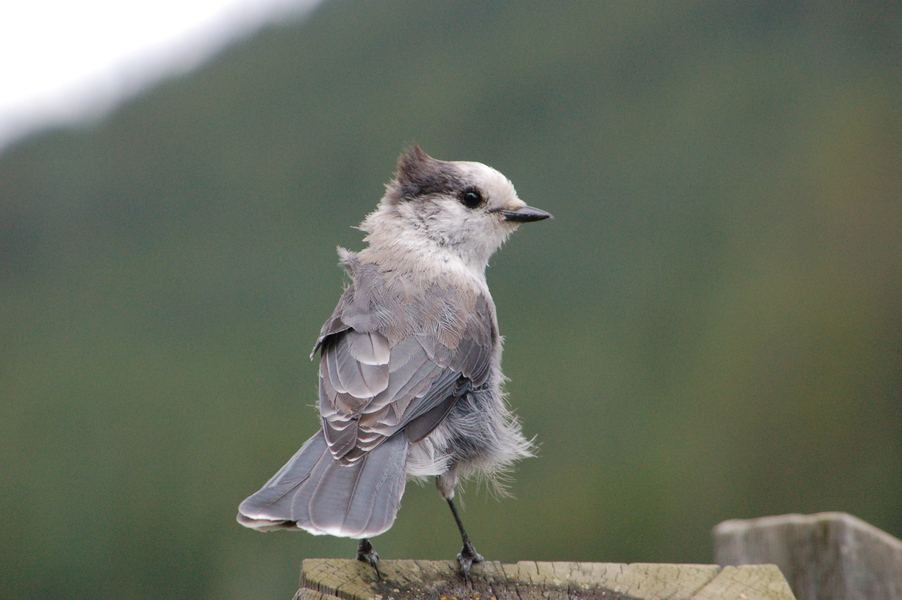 Corvidae