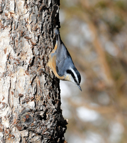 Passeriformes