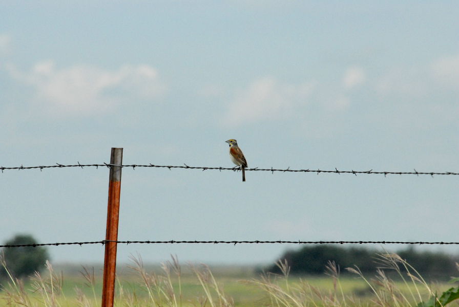 Passeriformes