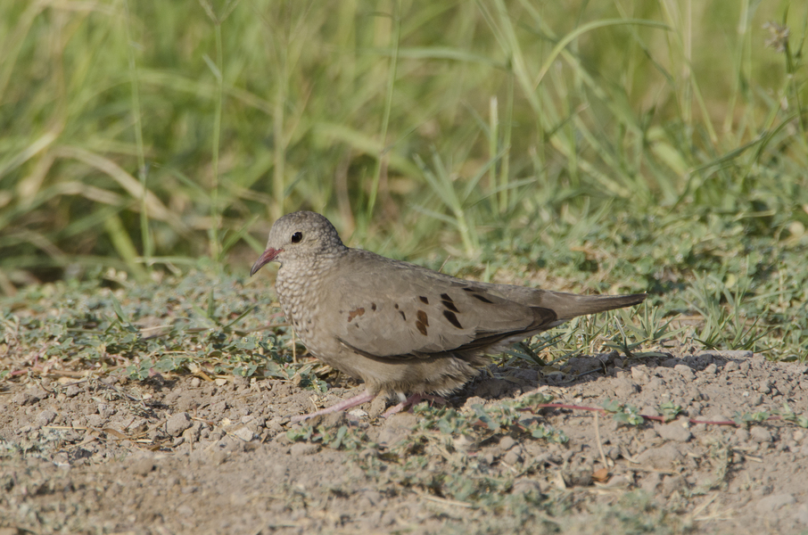 Eumetazoa