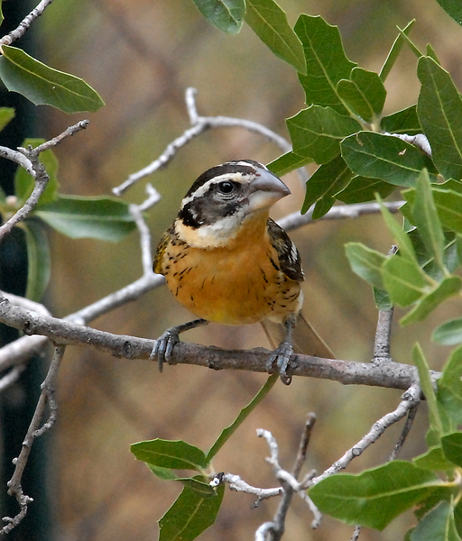 Passeriformes