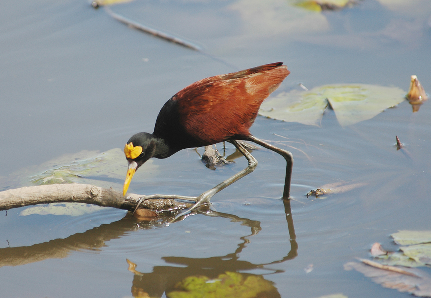 Charadriiformes