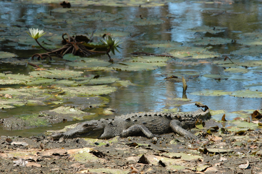 Crocodylia