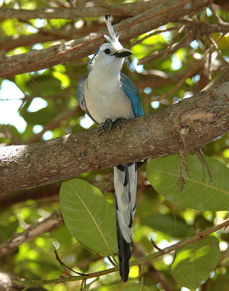 Passeriformes