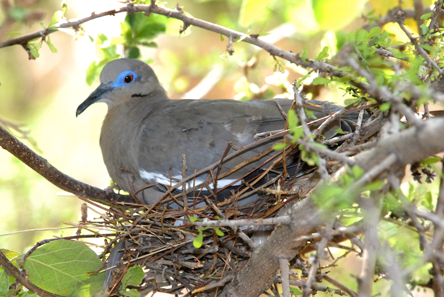 Columbidae