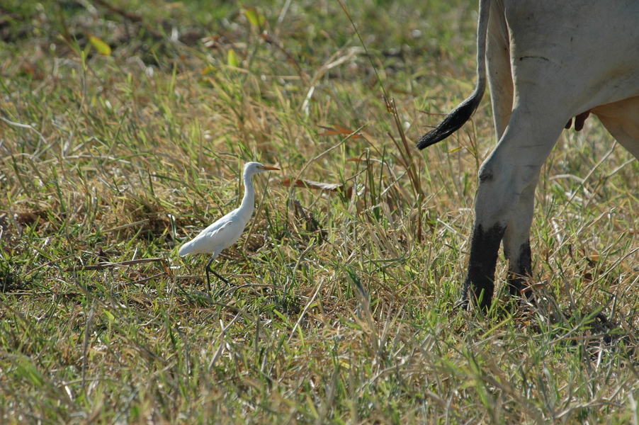 Ciconiiformes