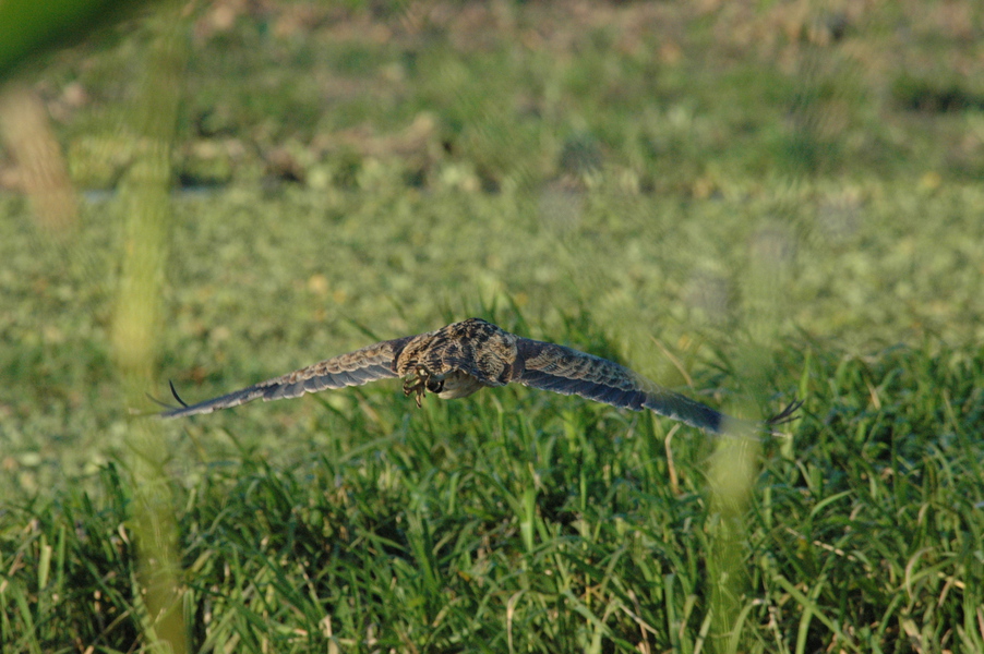 Ciconiiformes