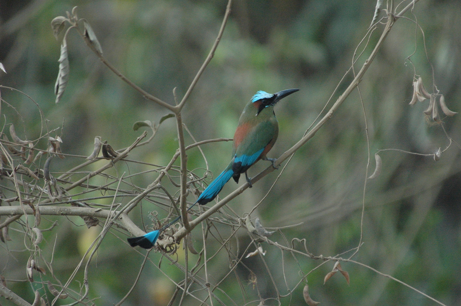 Coraciiformes