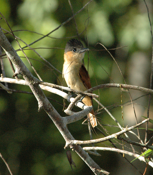 Passeriformes