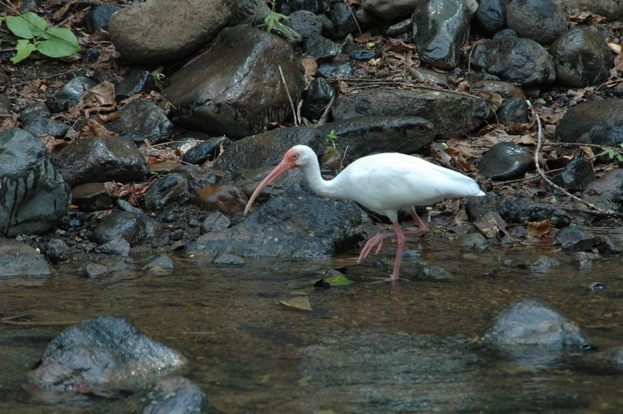 Eudocimus albus