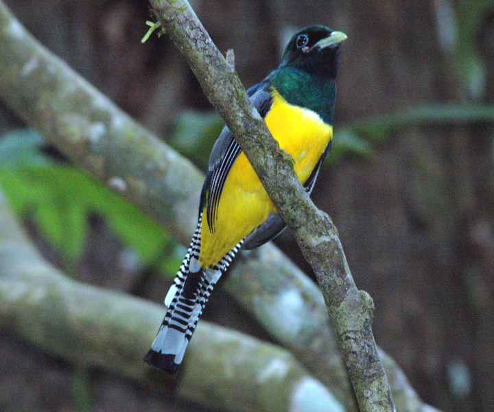 Trogon violaceus