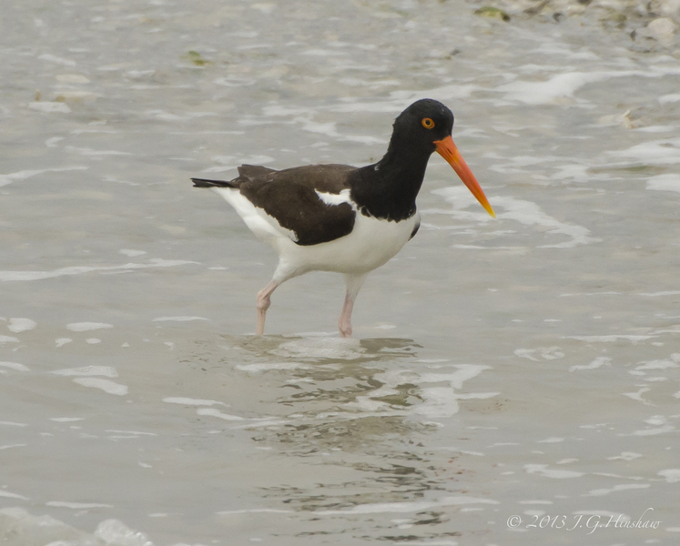 Haematopus