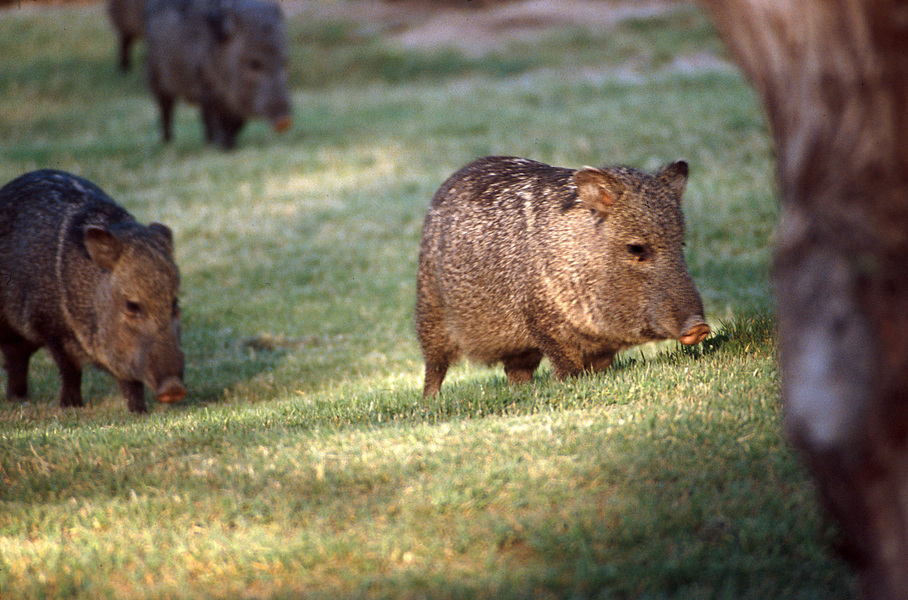 Peccary4a