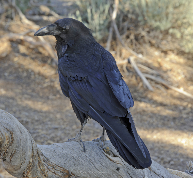 Corvus