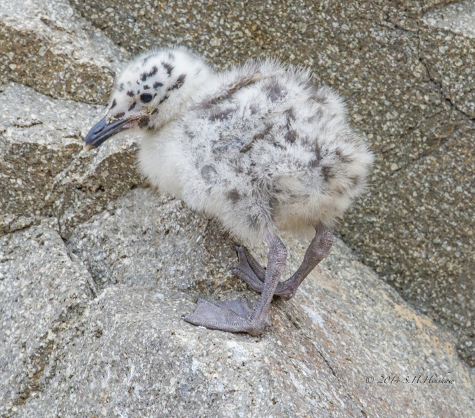 Charadriiformes