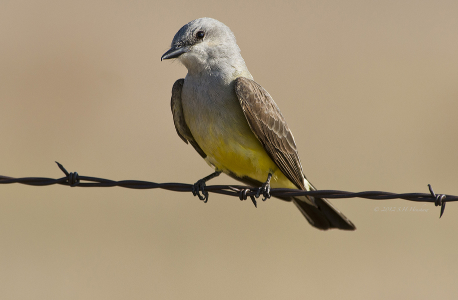 Passeriformes