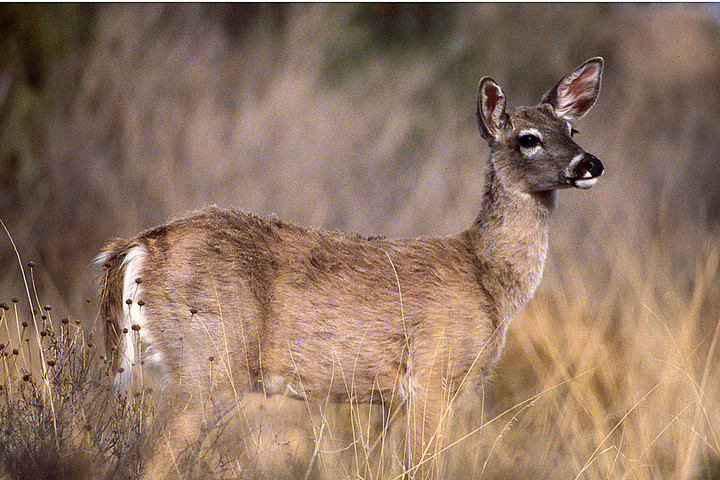 Photo of Odocoileus virginianus