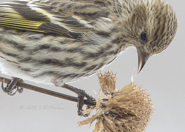 Carduelis pinus