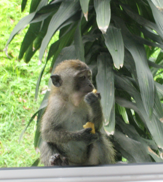 Macaca