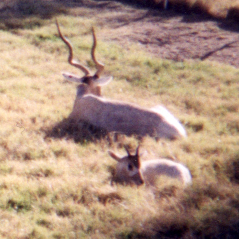 Addax