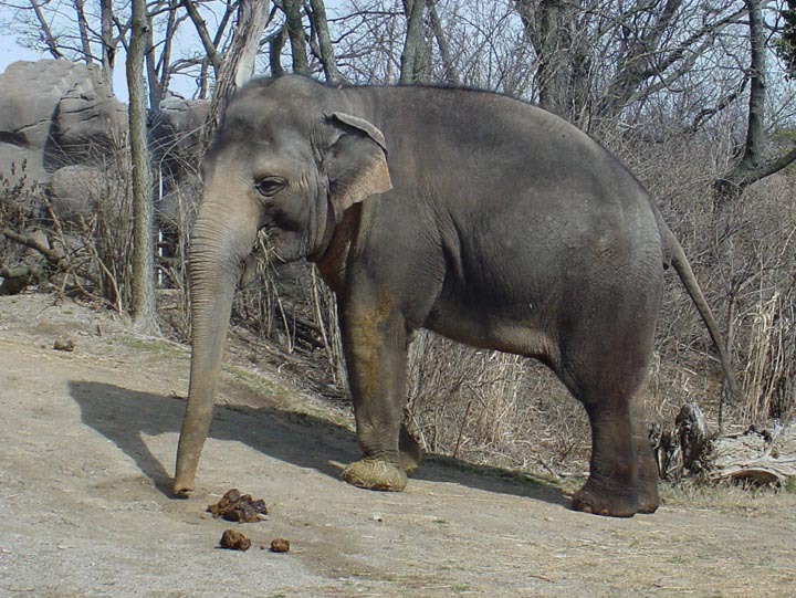 Elephantidae