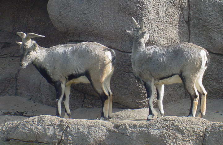 Artiodactyla