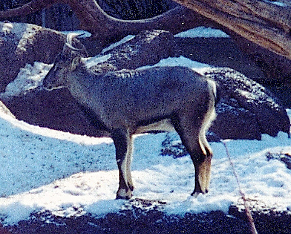 Artiodactyla