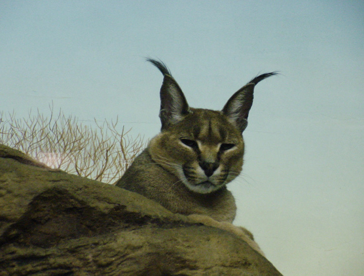 caracal