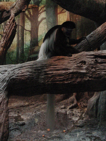 Colobus