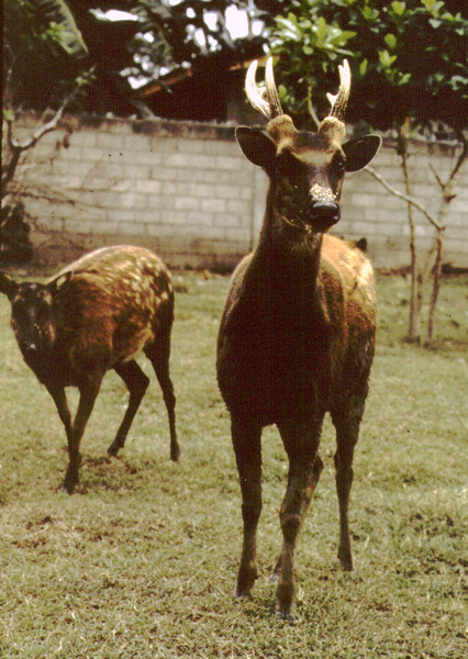 Rusa alfredi