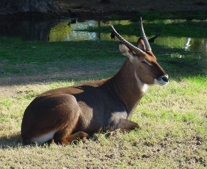 Eumetazoa