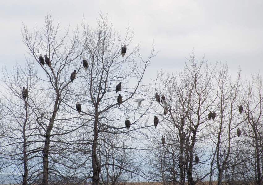 Falconiformes