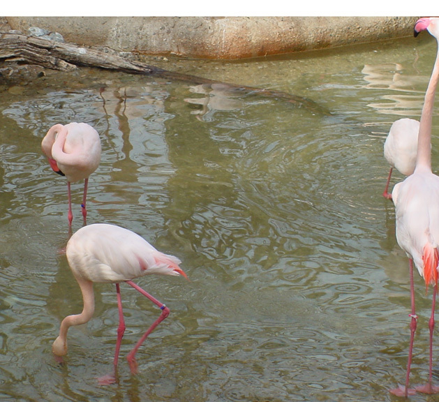 Phoenicopterus ruber