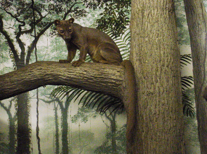 fossa