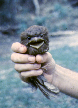 frogmouth