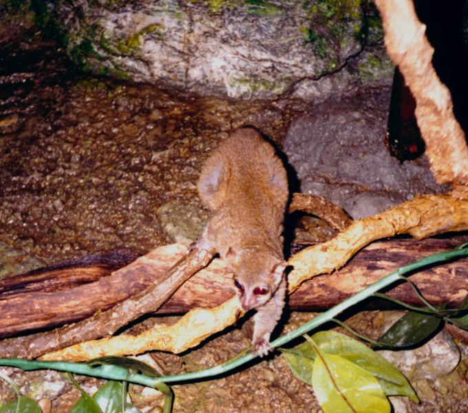 galago_senegalensis