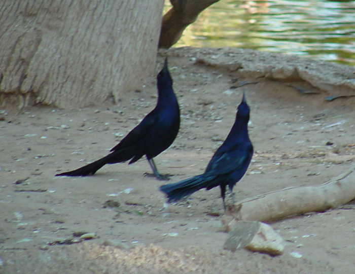 grackles