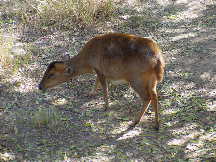 Artiodactyla