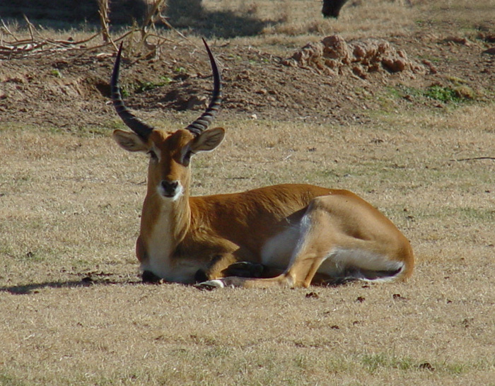 Reduncinae